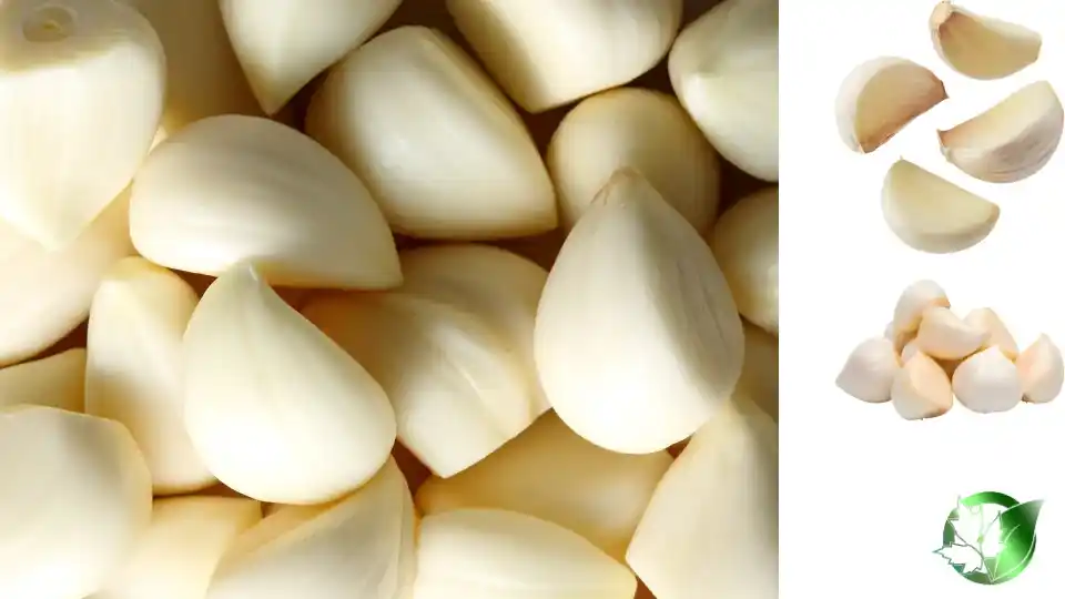 Peeled Garlic quality, format, and packaging should be matched to the buyer’s target application.